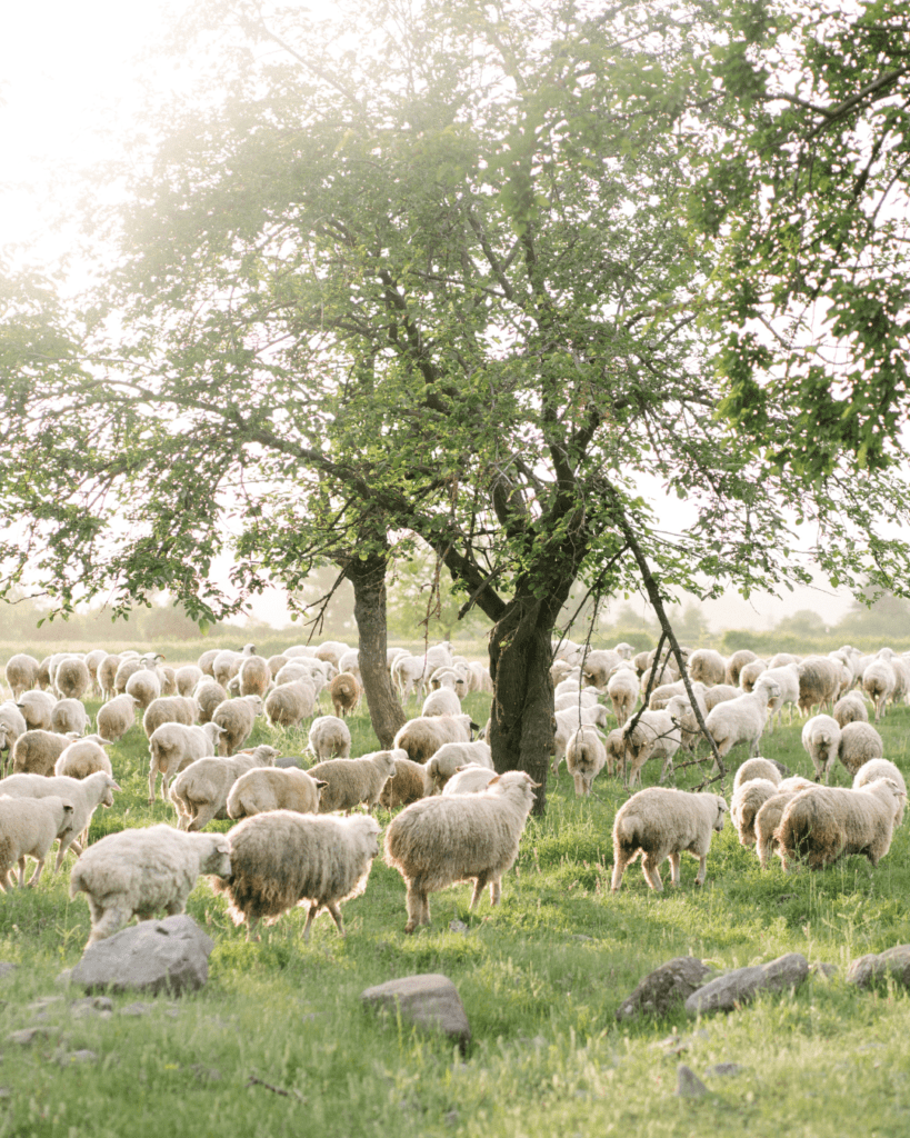 sheep wool